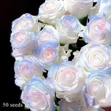 Samen mehrfarbig seltene - mehrfarbig,