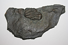 Trilobit, Ellipsocephalus