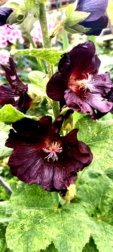 Stockrose schwarz essbare - stockrose,,