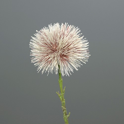Kugeldistel 48cm rosa - -weiß, dp