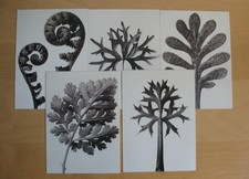 5 Ikea Karl Blossfeldt schwarz-weiße Karten, Postkarten 1999, 13 x 18 cm