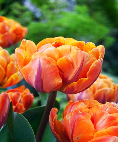 Tulpen blumenzwiebeln zwiebeln - blumenzwiebeln,