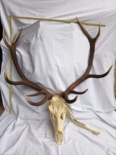 Rotwild Hirsch Jagd Geweih