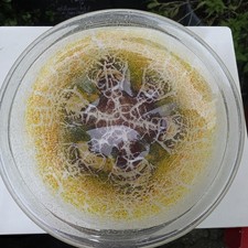 WMF Ikora Glas Schale