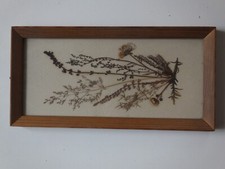 Blütenbild ddr herbarium - blütenbild,