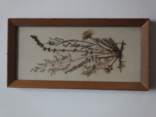 Blütenbild ddr herbarium - ddr,