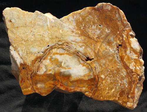 Versteinertes holz aus - holz,