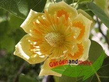 Tulpenbaum, Liriodendron