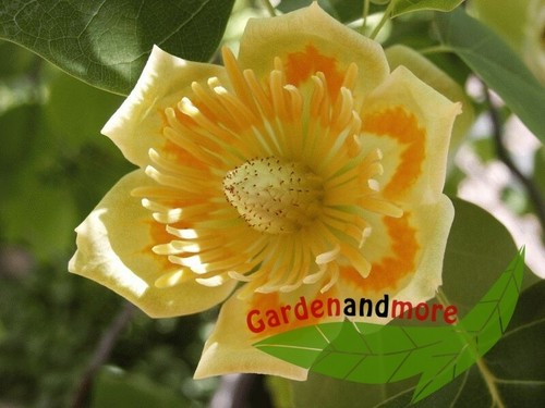 Tulpenbaum liriodendron - tulpenbaum,,