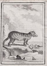 Didelphis cancrivora Opossum drawing Zeichnung dessin 1780
