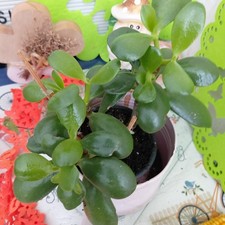 Geldbaum Pfennigbaum  Crassula ovata  20cm Gesamt Höhe