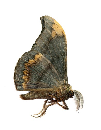 Lepidoptera geometridae - lepidoptera,,
