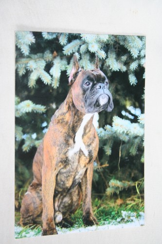 Hunde postkarte von poster - von, xxl