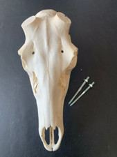 Nr.H50 SCHÄDEL ROTHIRSCH