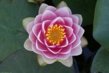 Seerose Nymphaea Madame