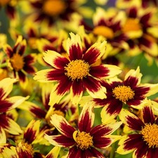 Coreopsis Staude Sommerblume