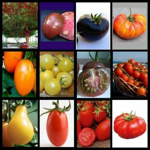 180 seltene tomaten samen - seltene, tomaten-samen