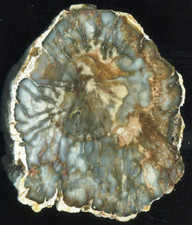 versteinertes Holz von Madagaskar - schöne Farben und schöne Maserung - TOP !!