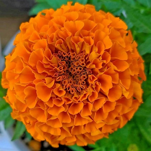 Aufrechte studentenblume riese - aufrechte,