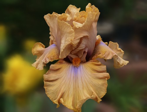 Schwertlilie iris auckland - /, "