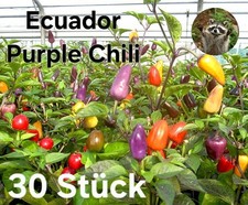 Ecuador Purple Chili