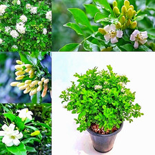 Orangenjasmin