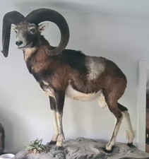 Kapitaler Muffelwidder!!!Tierpräparat 