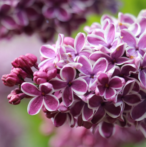 Flieder syringa vulgaris - -,