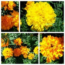 Studentenblume riesen mischung - studentenblume,