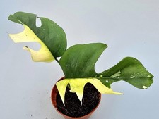 Sehr Schöne Rhaphidophora