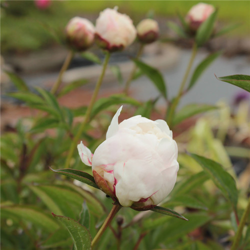 Paeonia lactiflora shirley - lactiflora, 'shirley