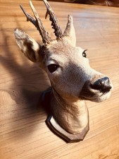 Rehbock Geweih Jagd Präparat