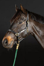 Lederhalfter Hünxe Hans