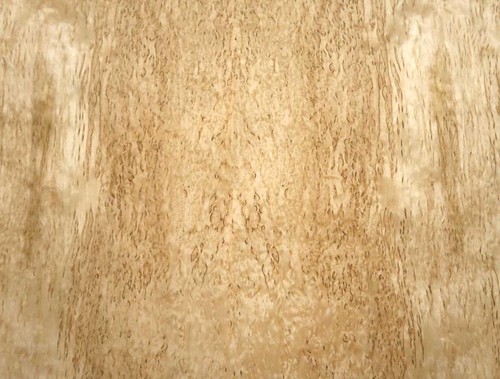 Birke maser furnier holz - furnier,