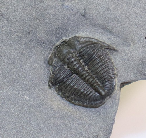 Trilobit elrathia kingii - elrathia,
