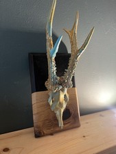 Rehbock Geweih Trophäe Reh
