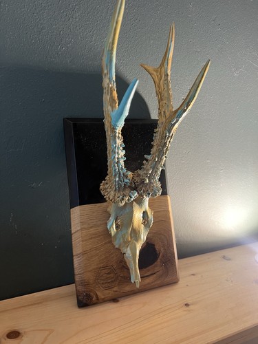 Rehbock geweih trophäe reh - rehbock,