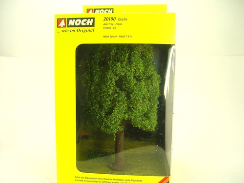 Esche baum 20 - , hoch