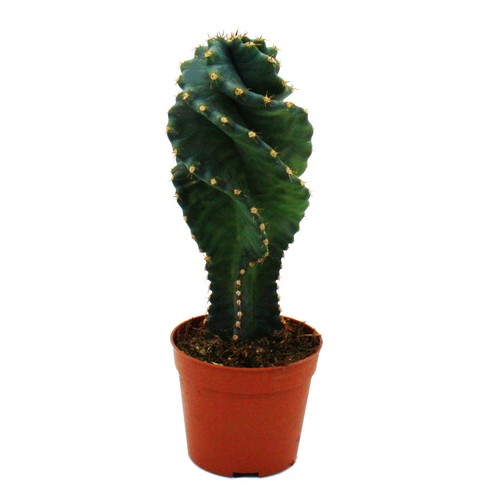 Cereus jamacaru spiralis - cereus, "spiralis"