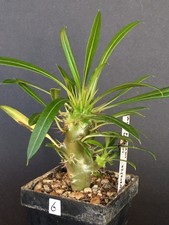 Pachypodium Konvolut, Caudex, Madagaskar