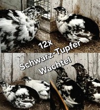 Wachtel Bruteier Schwarztupfer