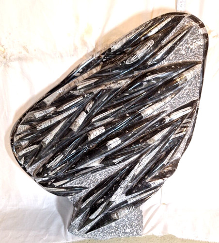 Orthoceras platte mit fuß - platte,