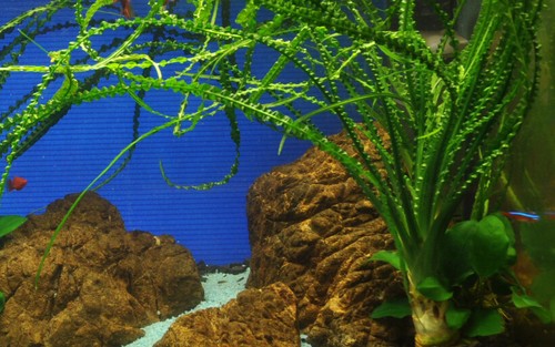 Aquarium pflanze crinum - aquarium,