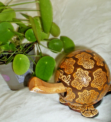 Bali schildkröte mit - bali,