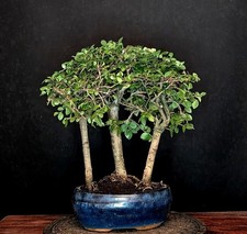 BONSAI CHINESISCHE ULME ULMUS
