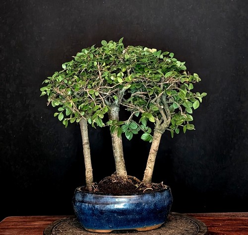 Bonsai chinesische ulme ulmus - chinesische,