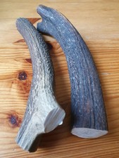 Geweihteile Abwurfstangen