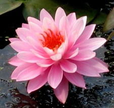 winterharte Seerose Nymphaea