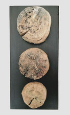 Treibholz Schwemmholz Wandbrett Wanddeko Wandbild Deko Bild 