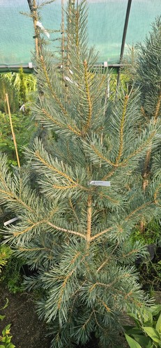 Pinus sylvestris watereri - sylvestris, /
